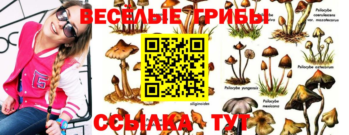 Галлюциногенные грибы Psilocybe Семилуки
